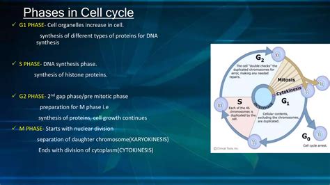 Cell cycle regulation ppt | PPTX