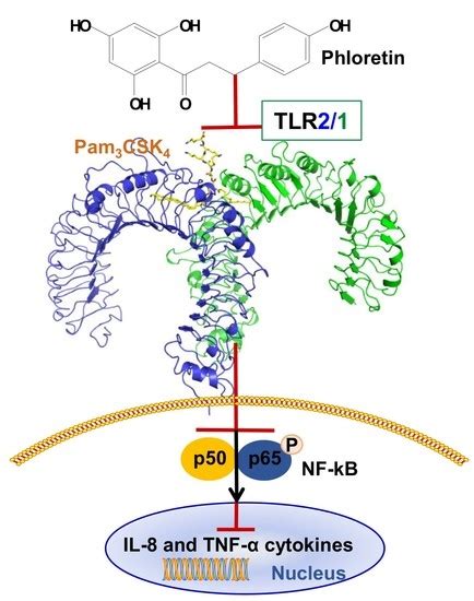 Phloretin as a Potent Natural TLR2/1 Inhibitor Suppresses TLR2-Induced ...