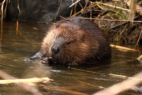 NOM NOM NOM, TASTY STICK! : r/vancouver