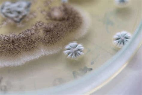 Meet Pharaoh’s Fungus: From 'Ancient Curse' To Cancer Cure, Scientists ...