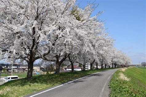 約300本の桜が1.5kmに渡り連なる赤川の桜並木 - No: 23741793｜写真素材なら「写真AC」無料（フリー）ダウンロードOK