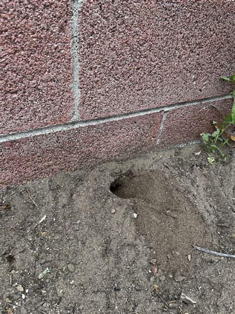 Image result for Gopher Problem