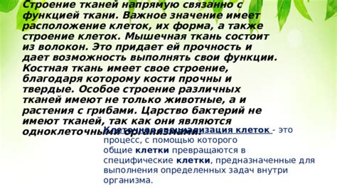 6 класс. Урок 4. Ткани животных и растений.
