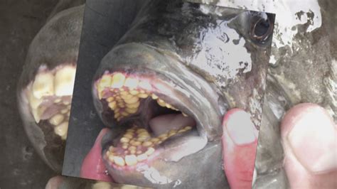 Fish With Human Teeth