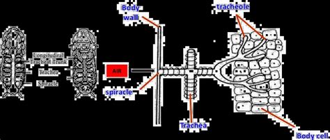 Cockroach Respiratory System 的图像结果