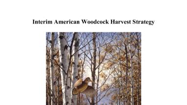 Interim American Woodcock Harvest Strategy | FWS.gov