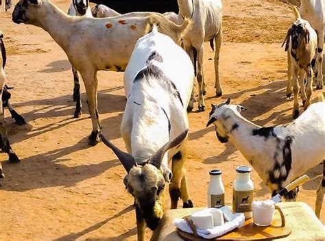 Top 5 Benefits of Ordering Fresh Goat Milk Online – Courtyard Farms
