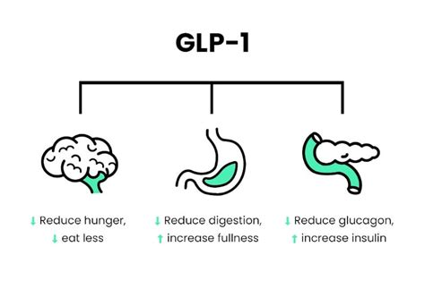 GLP-1 작용기전 인포그래픽