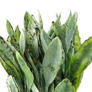 Artificial Flowers - Buy Artificial Flowers For Home Decoration Online ...