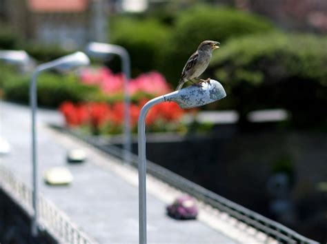 World Sparrow Day: Where Have The Birds Gone?