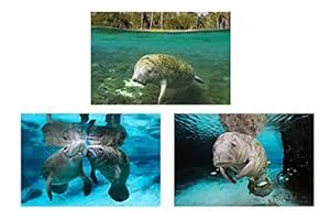 Yellow Alley Fish Poster Combo | Dolphin Poster | Poster for Wall ...