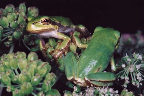 Eastern Tree Frog 的图像结果