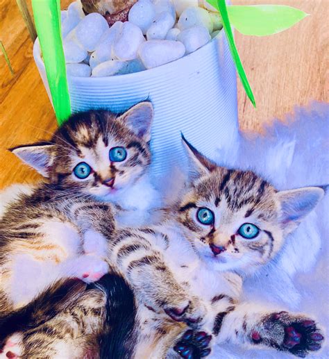 Siberian Bengal Cat Hypoallergenic Cats - Heaven of Pets