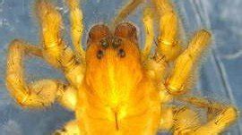 Scientist of ZSI spotted wolf spider in Sundarbans