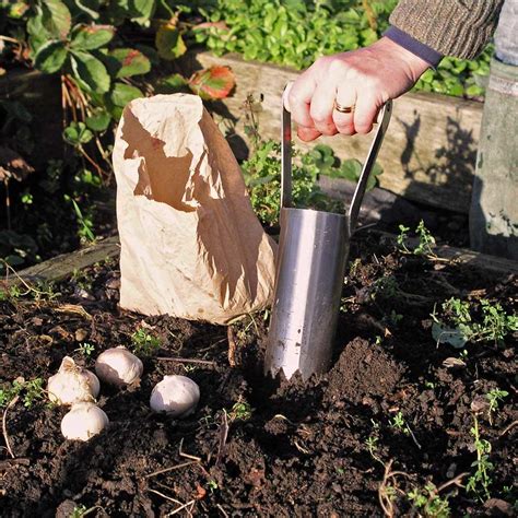 Image result for Using a Bulb Planter