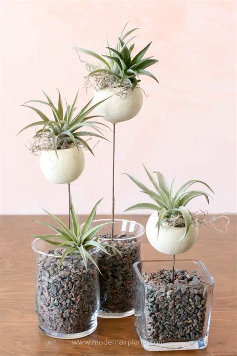 Air Plants Arrangements 的图像结果