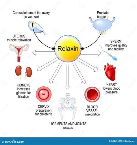 Relaxin Hormone. Pregnancy Hormone Stock Vector - Illustration of ...