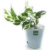 Ugaoo Good Luck Money Plant Variegated With Self Watering Pot : Amazon ...