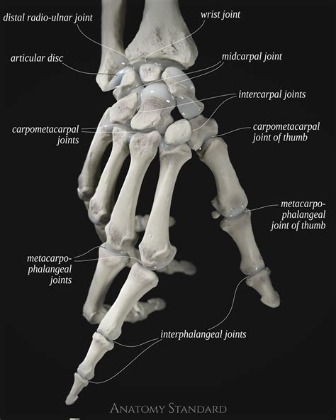 Thumb Joints Diagram
