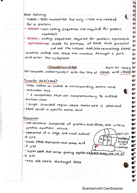 DNA Translation Basic 的图像结果
