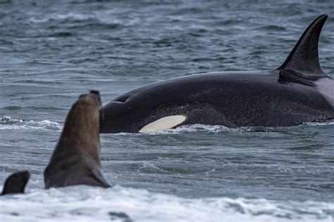 Orca Eating Seal