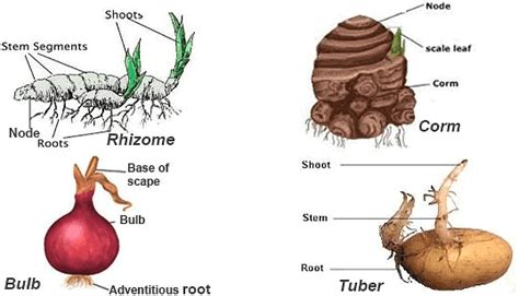 The Stem & Its Modifications | Biology Class 11 - NEET