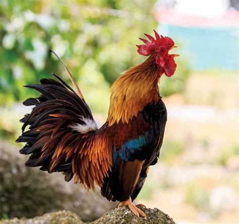What Roosters Are Crowing About - Backyard Poultry