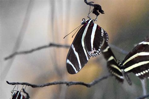 Zebra Longwing Butterfly