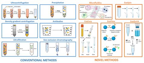 Extracellular Vesicles as “Very Important Particles” (VIPs) in Aging