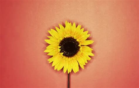 Wallpaper red, yellow, Sunflower for mobile and desktop, section цветы ...