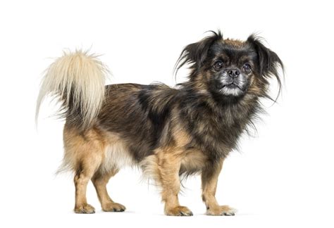 Tibetan Spaniel Dog