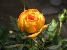 Mayhew-Brown Funeral Home - Dolores Jean Powers BORN: October 15, 1931 ...