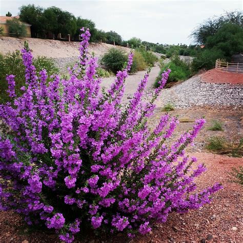 Purple Flowering Texas Sage Welcome to the first week of Fall. Here in ...