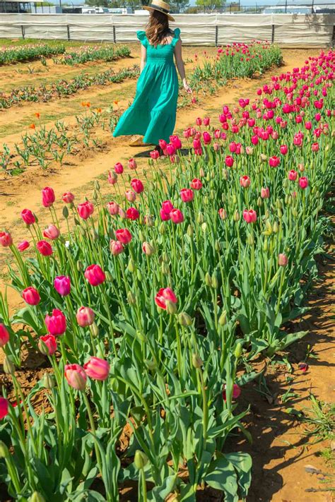 Where to See the Beautiful Tulip Fields in Texas • Seeing Sam