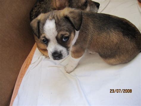 Chiwawa Mischling in Pfaffen-Schwabenheim | Tiere | Kleinanzeigen