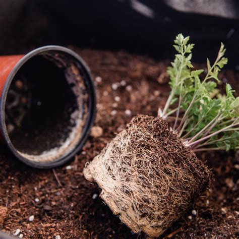 Step-by-Step Guide on How to Repot Plants with Pictures – Ecofynd