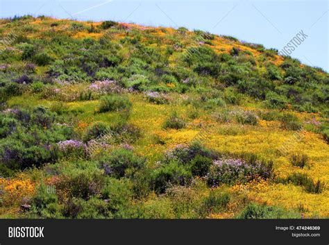 Evergreen Shrubs In The Chaparral at Wendell Espinoza blog