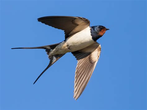 Swallow Bird Facts (Hirundo rustica) | Bird Fact