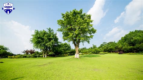 Image result for Virtual Background Demo