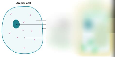 Cell Structure GCSE 的图像结果