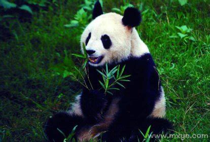 梦见大熊猫是什么意思预兆 - 原版周公解梦大全