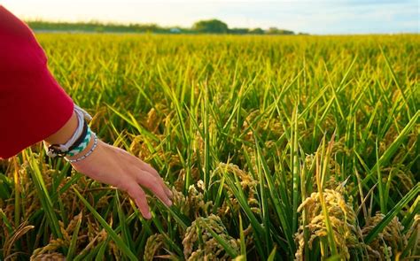 Page 10 | Images de Detail Agricole – Téléchargement gratuit sur Freepik