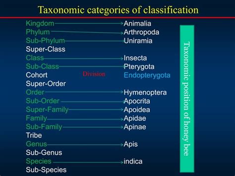 Image result for Classification of Class Insecta