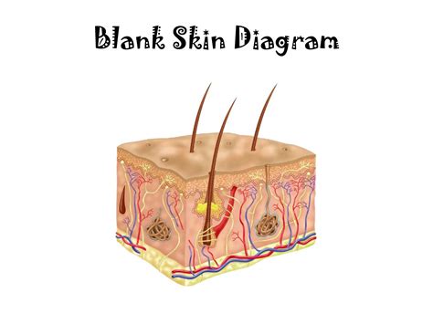 Skin Diagram Blank