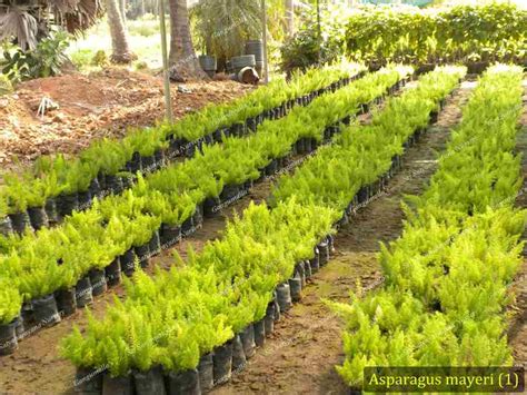 Best Nursery In Kadiyam -Sri Satyanarayana Nursery