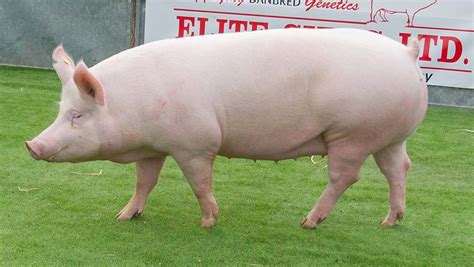 big pig | Animal Stock Photos ~ Creative Market