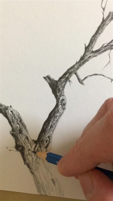 Image result for Tree Drawing Guide