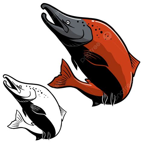 Sockeye Salmon Illustration