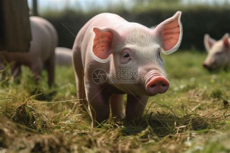 一头猪高清图片下载-正版图片600371116-摄图网