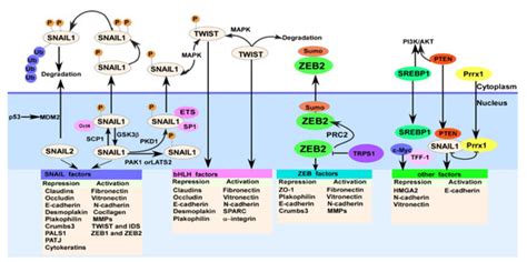 The Role of MicroRNA in the Regulation of Tumor Epithelial–Mesenchymal ...